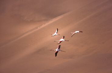 greater flamingos (phoenicopterus ruber) with the namib dunes in the background - sandwich harbour, namibia, africa
