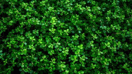 Clover plants background Generative AI