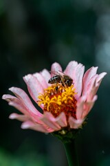 Macro shot of a cute bee on a pink flower isolated on a blurred background