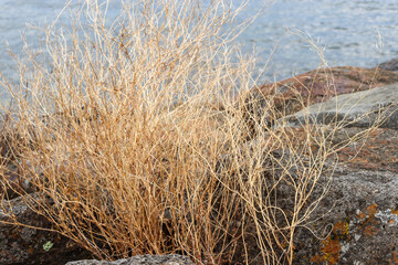 Fototapeta premium dry grasses on breakwater