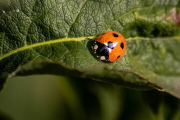 Macro shot of a ladybug on green leaf