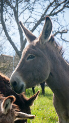 Retrato de burro gris en dia soleado