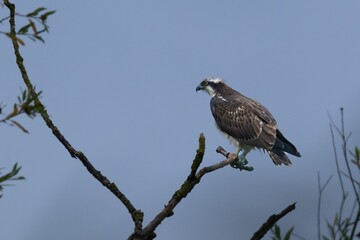 Beautiful shot of osprey perched on branch against blue sky