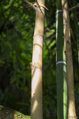 Phyllostachys aurea