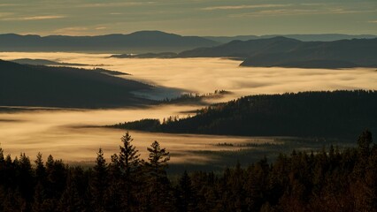 Aerial view of a pine forest in a valley covered with clouds in Kroderen, Norway at dawn