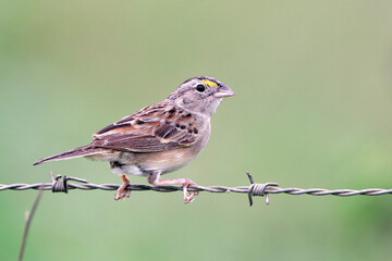 Grassland Sparrow (Ammodramus humeralis), isolated, perched on a barbed wire fence