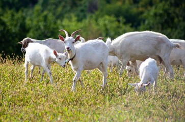 Fototapeta premium A herd of goats grazes in the meadow. Farming. Self-walking goat. Farm pasture. Summer day. Goats eat grass