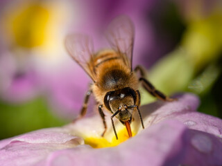 Biene leckt Wasser auf