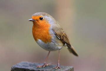 Portrait of a Robin in a park at Sedgefield, County Durham, England, UK.