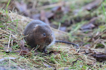 Naklejka na ściany i meble Close up image of a Water Vole in a natural environment. Middlesbrough, England, UK.