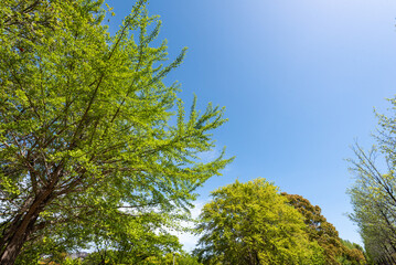 Obraz premium 青空と新緑