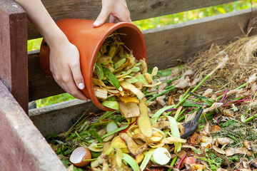 A woman throws kitchen waste, vegetable and fruit peels from a bucket into a composter. Close-up of...