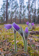 Pasqueflowers - Pulsatilla patens, blooming at spring in the forest