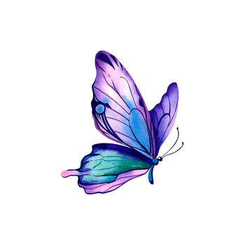 Morpho butterfly with blue-purple wings. Watercolor illustration on an isolated background. Beautiful exotic insects. Packaging design, postcards.