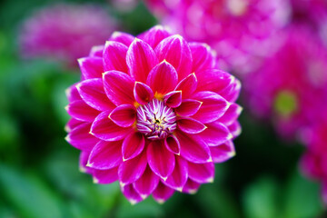 Fototapeta premium Flower