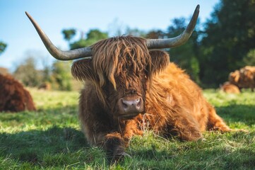 Scottish Highland cattle laying in the green field