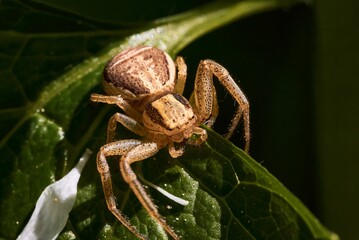 Closeup of a xysticus croceus spider on the green leaf