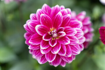 Fototapeta premium Flower