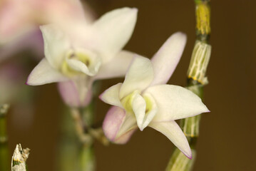 Pale white and pink flowers monocots of Dendrobium moniliforme (Macro close up studio photography)