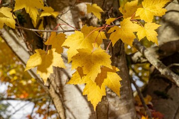 Group of autumn yellow leaves on a branch of a tree in the forest