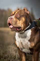 American Bully XL