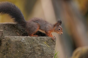 Brown squirrel on the ground with a blurry background