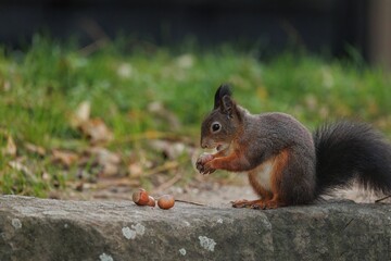 Brown squirrel on the ground with a blurry background