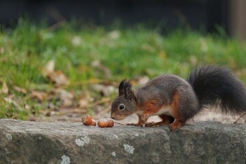 Brown squirrel on the ground with a blurry background