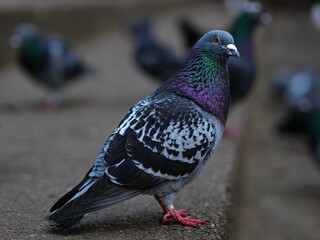 Close-up shot of a pigeon with a blurred background of other pigeons