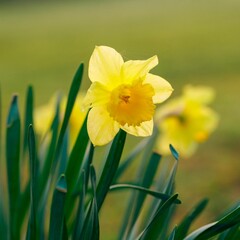 Obraz premium Close-up shot of a daffodil growing in a garden