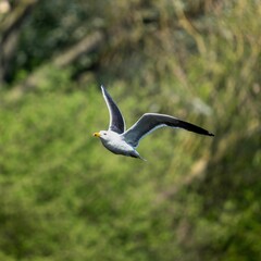 Shallow focus shot of a seagull captured in midflight