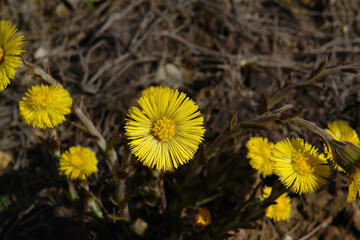 A close up of yellow Coltsfoot flower (Tussilago farfara) in a spring forest, copy space for text