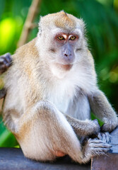 Monkey