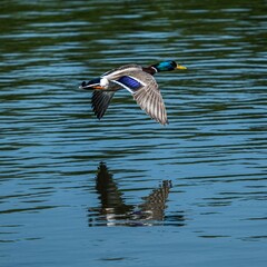 Male mallard duck flying over a pond