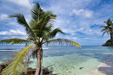 Beautiful coconut trees on near the anse parnel beach on Mahe Island, Seychelles 