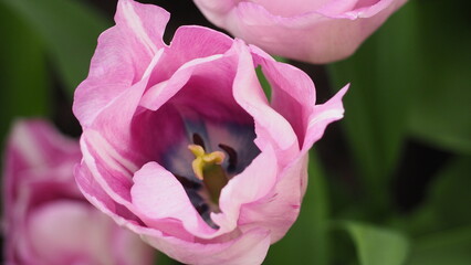 Fototapeta na wymiar Tulpen und Blumen am Keukenhof in den Niederlanden