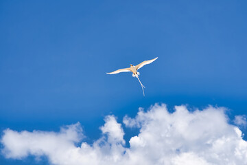 Fototapeta na wymiar Endemic white-tailed tropic bird of Seychelles, flying, Mahe Seychelles 5