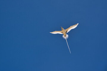 
Endemic white-tailed tropic bird of Seychelles, flying, Mahe Seychelles