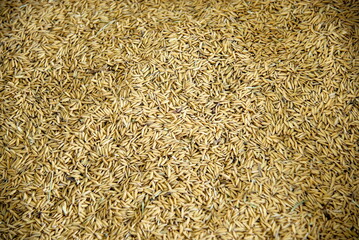 top view of paddy rice or rice seed on background