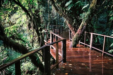 Tall tree growing from the bridge in a trail near Doi Inthanon in Chiang Mai, Thailand