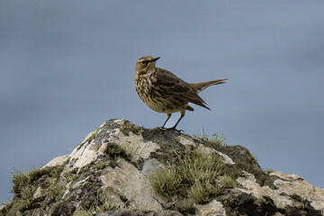 Fototapeta premium rock pipit on the rock