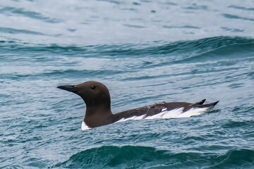 common murre