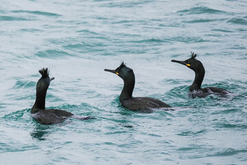 european shag