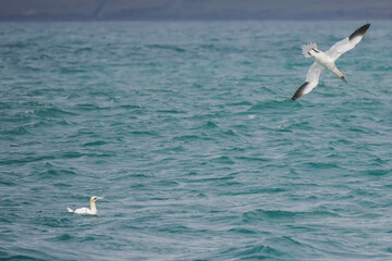  flying northern gannets