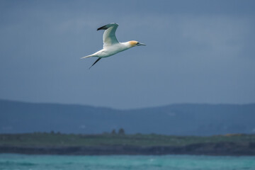 Fototapeta na wymiar flying northern gannet