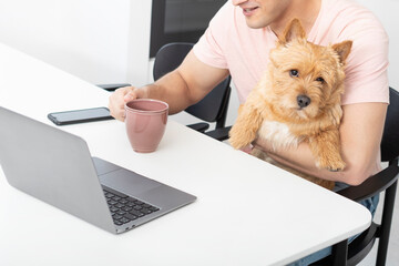 Portrait of cute pet Norwich Terrier breed sitting on the knees of his friend, which working on laptop and doesn't pay attention on his lovely friend