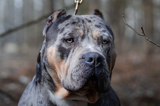americal bully xl merle
