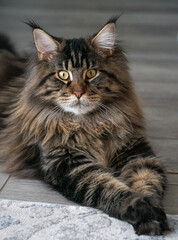 Maine Coon Cat