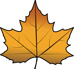 Yellow and brown plane tree leaf. Autumn tree leaf. Platanus leaf drawing isolated. White background