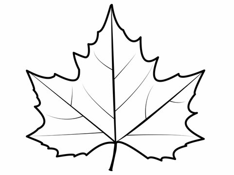Plane tree leaf with no color. Autumn tree leaf. Platanus leaf drawing isolated. White background